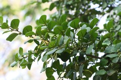Ficus natalensis subsp. leprieurii